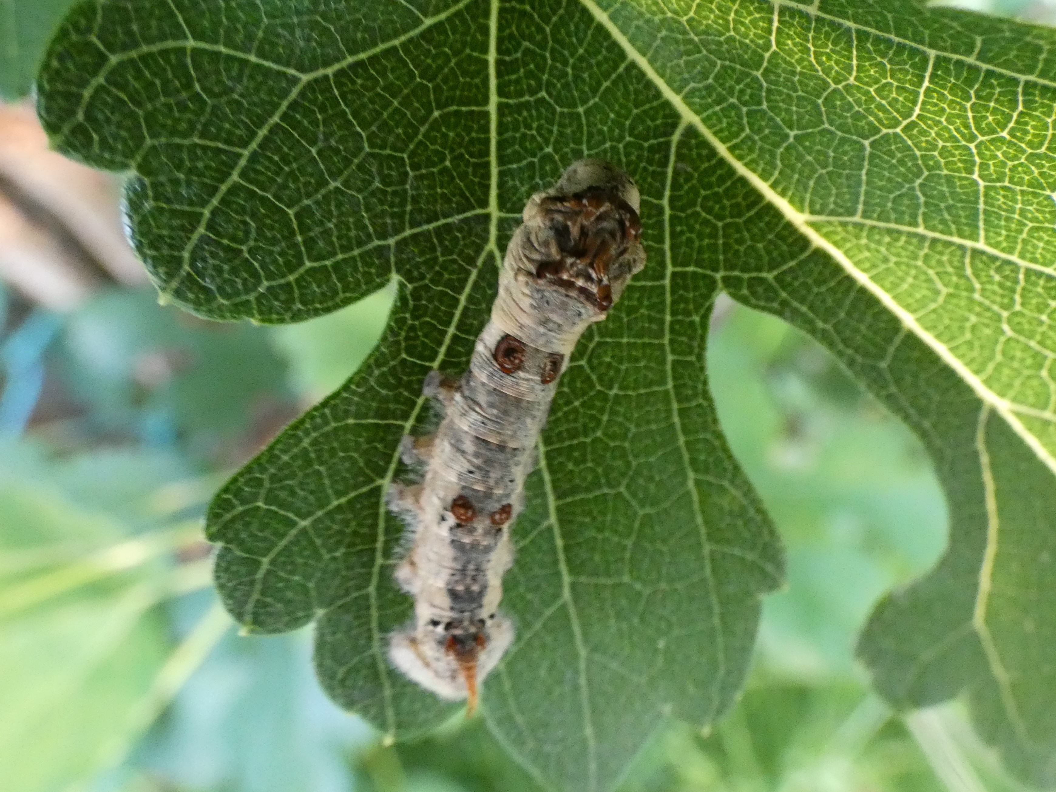photo_2